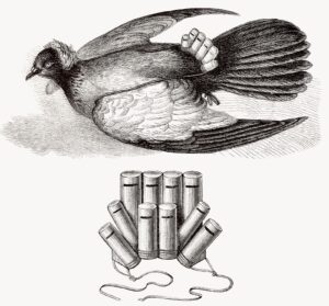 image of a homing pigeon carrying rolled up letters.